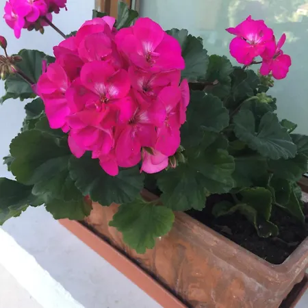 Col Mazzet Panzió 3*