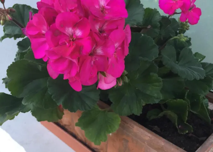 Col Mazzet Bed & Breakfast 3*